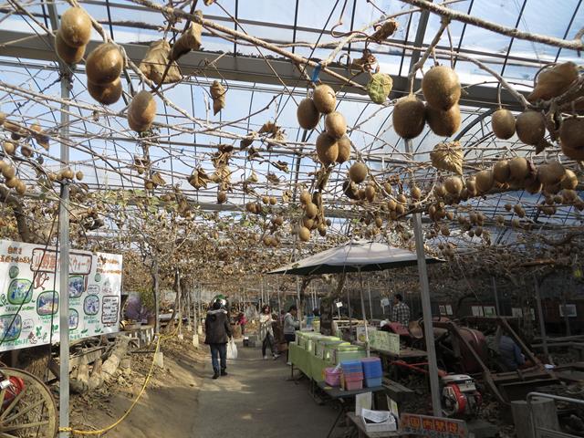 �L�E�C�t���[�c